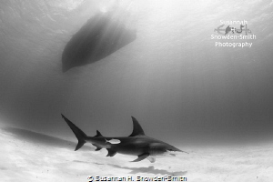 "Beauty Under The Boat"

A great hammerhead glides alon... by Susannah H. Snowden-Smith 